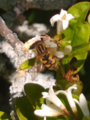 Parhelophilus integer