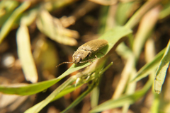 Synaptus filiformis