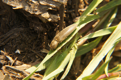 Synaptus filiformis