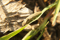 Synaptus filiformis