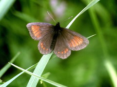 Erebia pharte