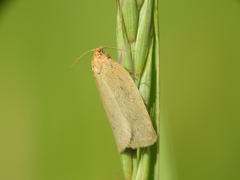 Aphelia viburnana