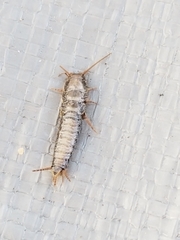 Ctenolepisma lineatum