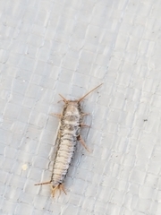 Ctenolepisma lineatum