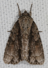 Acronicta connecta