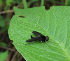 Chrysopilus connexus