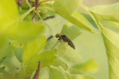 Synaptus filiformis