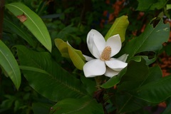 Magnolia sharpii