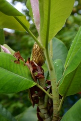 Magnolia sharpii
