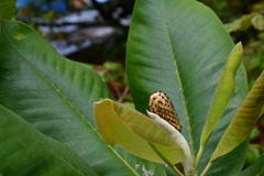 Magnolia sharpii