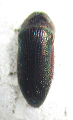 Acmaeodera foudrasi surcoufi