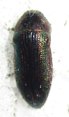 Acmaeodera foudrasi surcoufi
