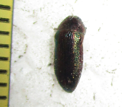 Acmaeodera foudrasi surcoufi
