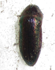 Acmaeodera foudrasi surcoufi