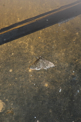 Pilocrocis ramentalis