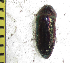Acmaeodera foudrasi surcoufi