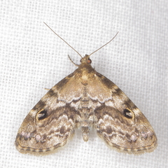 Melanomma auricinctaria