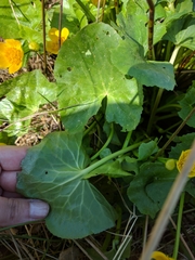 Caltha palustris palustris