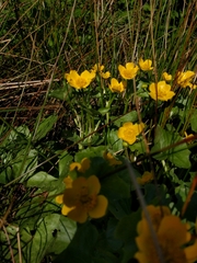 Caltha palustris palustris