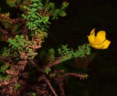 Hypericum cuatrecasii