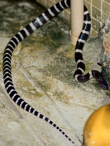 Photo of a Many-banded Krait (Bungarus multicinctus)