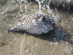 Chilomycterus reticulatus