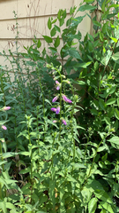 Campanula rapunculoides