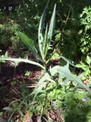Lactuca ludoviciana