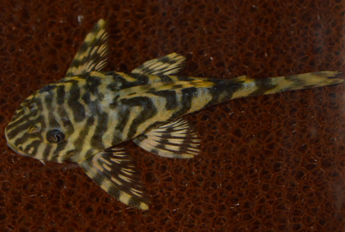 Peckoltia rayé (Leopard Frog Pleco, L134) (Peckoltia compta)
