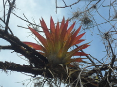 Tillandsia biflora