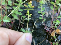 Hypericum scouleri