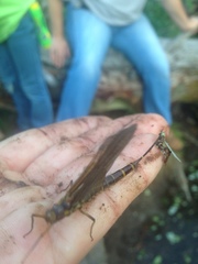 Litobrancha recurvata