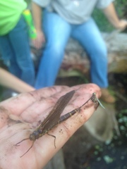 Litobrancha recurvata