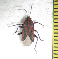 Spilostethus trilineatus