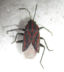 Spilostethus trilineatus