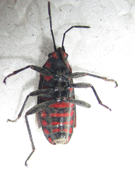 Spilostethus trilineatus