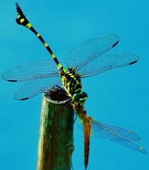 Ictinogomphus pertinax