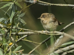 Acrocephalus scirpaceus