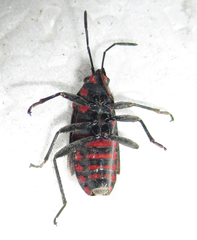 Spilostethus trilineatus