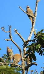 Urocolius indicus transvaalensis