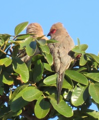 Urocolius indicus transvaalensis