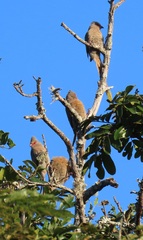 Urocolius indicus transvaalensis