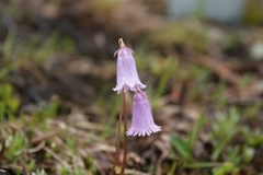 Soldanella pusilla