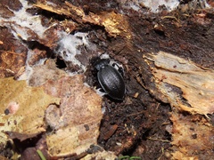Carabus goryi