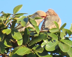 Urocolius indicus transvaalensis
