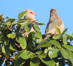 Urocolius indicus transvaalensis