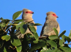 Urocolius indicus transvaalensis