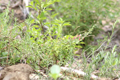 Krameria revoluta (Krameria revoluta)