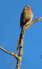 Urocolius indicus transvaalensis