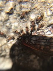 Liometopum occidentale